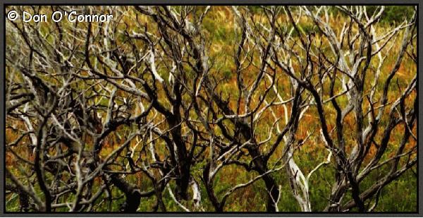 Abstract of trees and autumn colours.