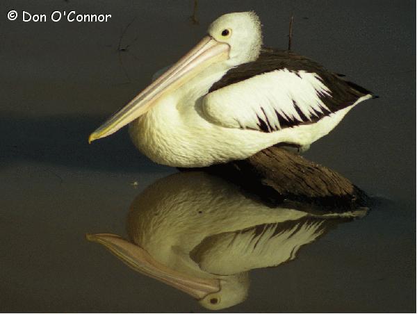 Pelican and its reflection in the water.