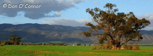 Southern Flinders Ranges.