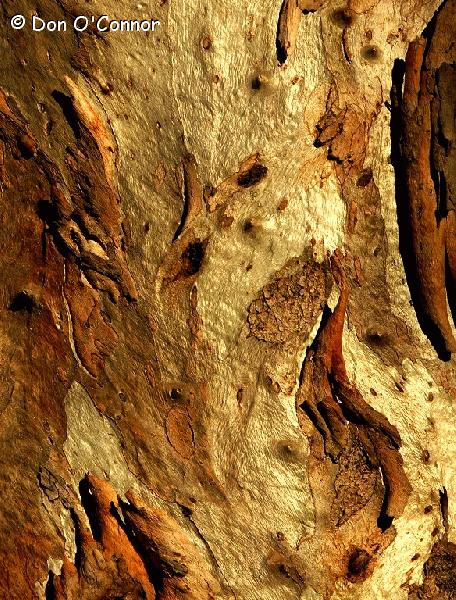 Abstract bark patterns of a river red gum.