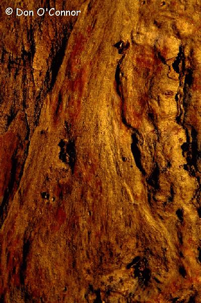Abstract bark patterns of a river red gum.
