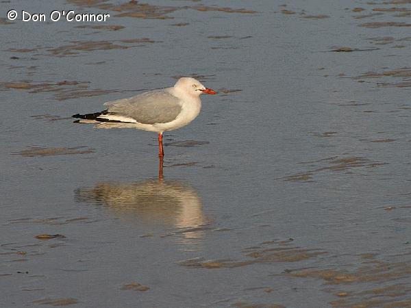 Silver gull and its reflection.