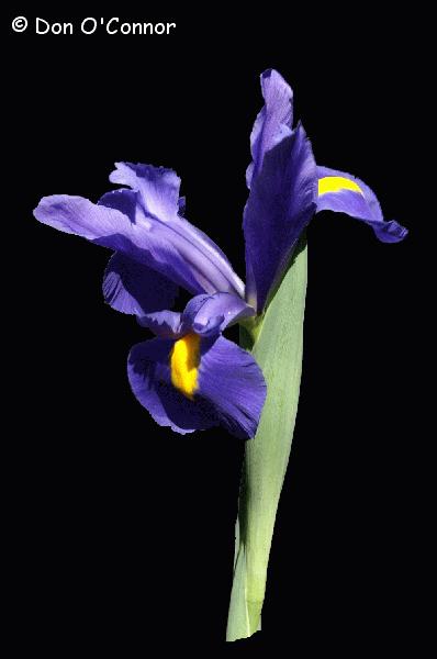 Bearded Iris.