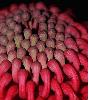 Close up abstract shot of a waratah flower.