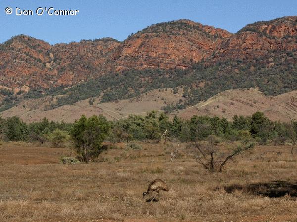 Emu in the Flinders Ranges.