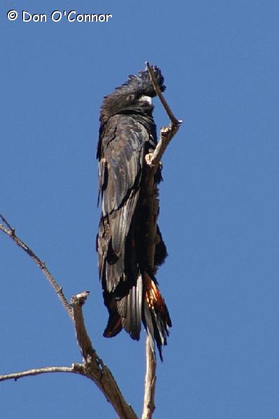 Red-Tailed Black-Cockatoo.