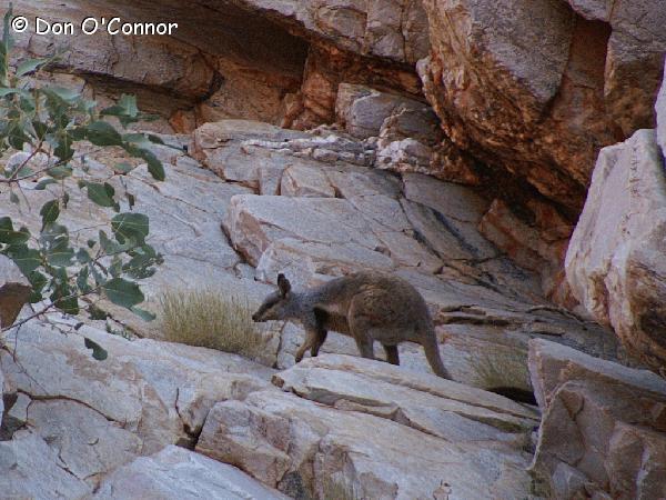 Black-Footed Rock-Wallaby.