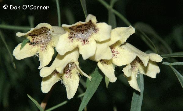 Sturt's Desert Fuchsia or Terpentine Bush.
