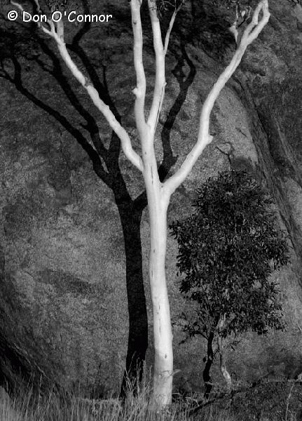 Tree at Devil's Marbles.