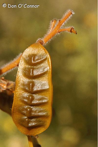 Cockroach Bush.