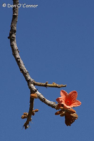 Red flowering Kurrajong (Brachychiton paradoxum).