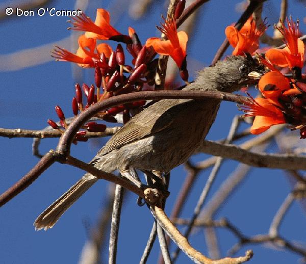 White-Gaped Honeyeater on a Bat's Wing Coral Tree.