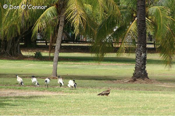 Birds in the Darwin Botanic Gardens.
