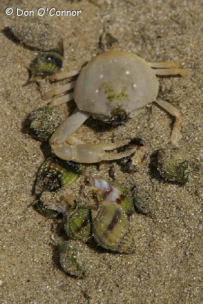Pebble Crab.