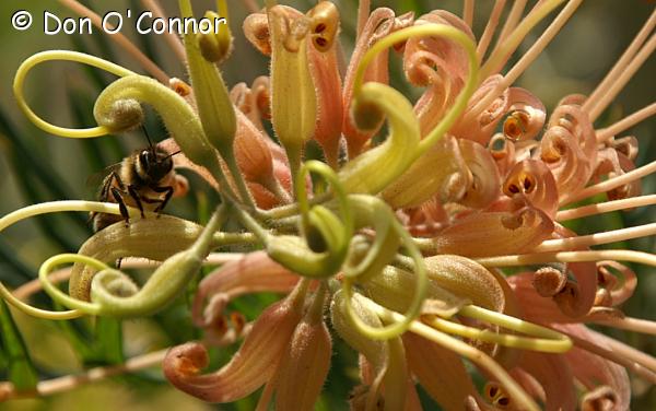 Bee and Grevillea.