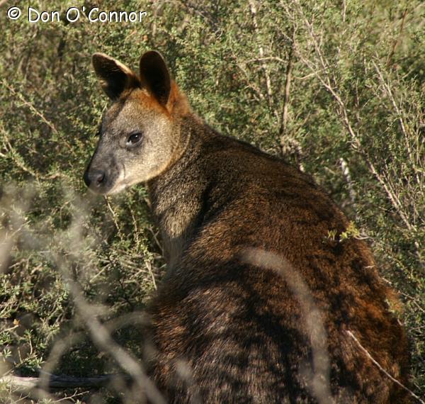 Red-Necked Wallaby.