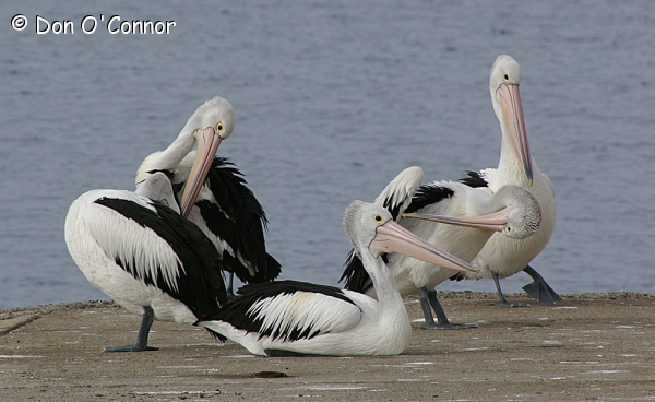 Australian Pelicans.