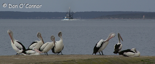 Pelicans at Port Lincoln.