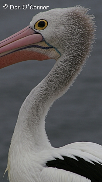 Australian Pelican.