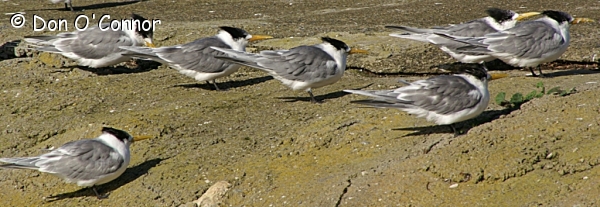 Crested Terns.