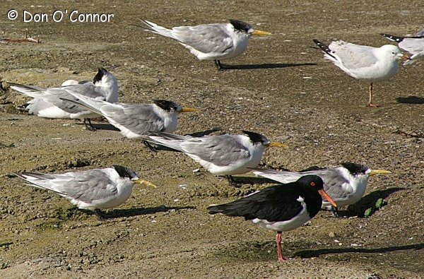 Crested Terns, Pied Oystercatcher, Silver Gull.