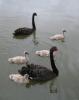 Black Swans.