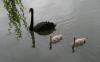 Black Swans.