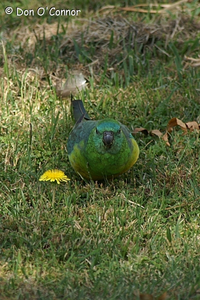 Red-rumped Parrot.
